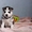 Питомник Сибирских Хаски "ARCTIC DOGS UA" предлагает щенков - <ro>Изображение</ro><ru>Изображение</ru> #4, <ru>Объявление</ru> #1329583