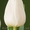 Продам оптом тюльпан к 8-му марта - <ro>Изображение</ro><ru>Изображение</ru> #2, <ru>Объявление</ru> #1380400