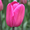 Продам оптом тюльпан к 8-му марта - <ro>Изображение</ro><ru>Изображение</ru> #3, <ru>Объявление</ru> #1380400