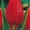 Продам оптом тюльпан к 8-му марта - <ro>Изображение</ro><ru>Изображение</ru> #5, <ru>Объявление</ru> #1380400