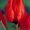 Продам оптом тюльпан к 8-му марта - <ro>Изображение</ro><ru>Изображение</ru> #6, <ru>Объявление</ru> #1380400