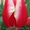 Продам оптом тюльпан к 8-му марта - <ro>Изображение</ro><ru>Изображение</ru> #7, <ru>Объявление</ru> #1380400