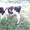 Продам молоду корову і телку та телятко  - <ro>Изображение</ro><ru>Изображение</ru> #3, <ru>Объявление</ru> #1461946