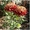 Хризантемы саженцы на весну - <ro>Изображение</ro><ru>Изображение</ru> #1, <ru>Объявление</ru> #1614029