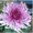 Хризантемы саженцы на весну - <ro>Изображение</ro><ru>Изображение</ru> #3, <ru>Объявление</ru> #1614029