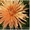 Хризантемы саженцы на весну - <ro>Изображение</ro><ru>Изображение</ru> #5, <ru>Объявление</ru> #1614029