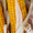 Насіння кукурудзи Амарок 290 (ФАО 320) #1644505