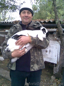 Кролики в Одессе - <ro>Изображение</ro><ru>Изображение</ru> #1, <ru>Объявление</ru> #15960