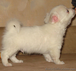 Продается щенок чихуахуа - <ro>Изображение</ro><ru>Изображение</ru> #1, <ru>Объявление</ru> #20290