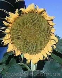 Гибрид подсолнечника MASLIKA-396