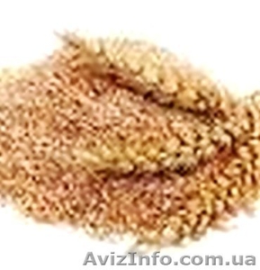 Отруби пшеничные, жом с доставкой - <ro>Изображение</ro><ru>Изображение</ru> #1, <ru>Объявление</ru> #185181