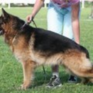 Перспективные немчарята для племенного разведения