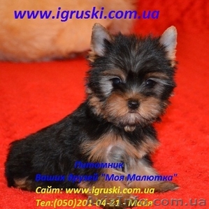  Очаровательные щеночки йоркширского терьера