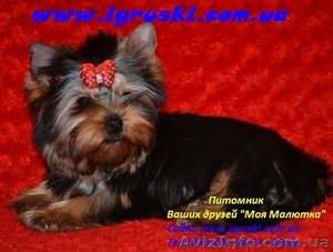 Щенки йоркширского терьера шоу класса!