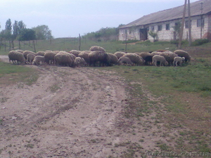 Продам отару овец (баранов) - <ro>Изображение</ro><ru>Изображение</ru> #1, <ru>Объявление</ru> #649474