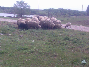 Продам отару овец (баранов) - <ro>Изображение</ro><ru>Изображение</ru> #2, <ru>Объявление</ru> #649474