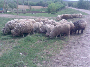 Продам отару овец (баранов) - <ro>Изображение</ro><ru>Изображение</ru> #4, <ru>Объявление</ru> #649474