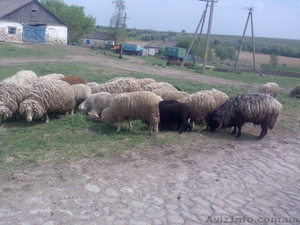 Продам отару овец (баранов) - <ro>Изображение</ro><ru>Изображение</ru> #5, <ru>Объявление</ru> #649474