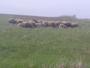 Продам отару овец (баранов) - <ro>Изображение</ro><ru>Изображение</ru> #3, <ru>Объявление</ru> #649474
