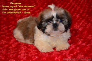 Очаровательные щенки ши-тцу шоу-класса!