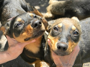 Милые собачки и щеночки ждут Вас - <ro>Изображение</ro><ru>Изображение</ru> #4, <ru>Объявление</ru> #776437