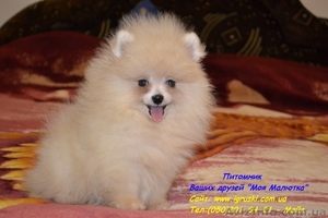 Эксклюзивные щеночки померанского шпица!