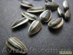 продам семена подсолнечника супер стойкого к засухе