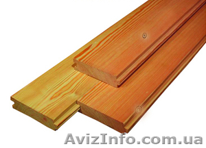 Сибирская лиственница Николаев