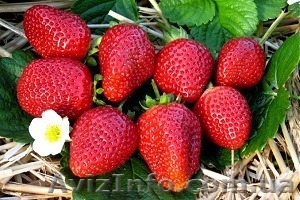 купить рассаду клубники сорта Альбион (Albion)