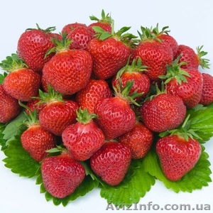 Продам рассаду клубники Фламенко 