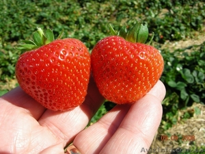 Купить рассаду клубники Портола (Portola)