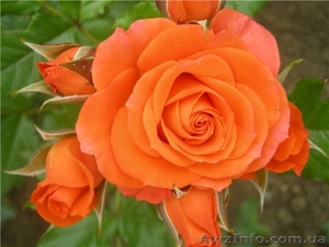 Саженцы роз для Вашего сада! - <ro>Изображение</ro><ru>Изображение</ru> #2, <ru>Объявление</ru> #935557