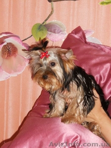 прекрасный мальчишка йоркширскийтерьер