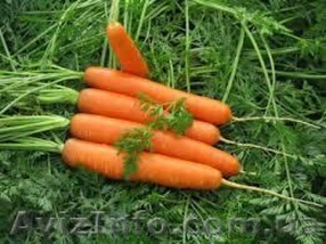 морковь Долянка - <ro>Изображение</ro><ru>Изображение</ru> #1, <ru>Объявление</ru> #951346