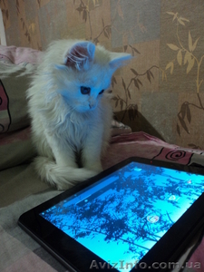 Котенок ангорской кошки в хорошие руки - <ro>Изображение</ro><ru>Изображение</ru> #4, <ru>Объявление</ru> #971199
