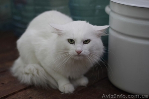 Шикарный белоснежный молодой котик мечтает о доме!!   - <ro>Изображение</ro><ru>Изображение</ru> #1, <ru>Объявление</ru> #1022943