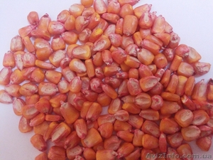 продам семена кукурузы, очень стабильный гибрид "Любава 270" - <ro>Изображение</ro><ru>Изображение</ru> #1, <ru>Объявление</ru> #1020991