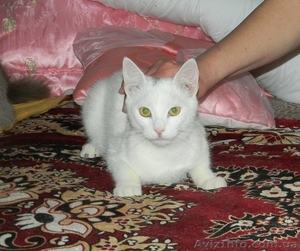 Белоснежный котик 7-ми месяцев ищет семью!!!  - <ro>Изображение</ro><ru>Изображение</ru> #1, <ru>Объявление</ru> #1040891