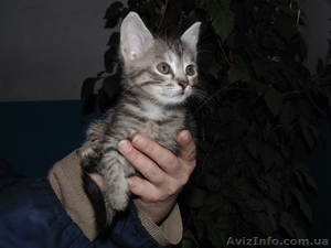 В хорошие руки отдам котенка!  - <ro>Изображение</ro><ru>Изображение</ru> #3, <ru>Объявление</ru> #1089779
