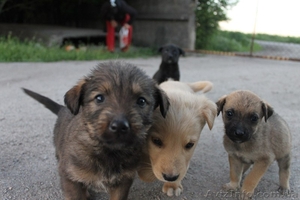 Шесть прекрасных щенков ищут дом!  - <ro>Изображение</ro><ru>Изображение</ru> #1, <ru>Объявление</ru> #1086263
