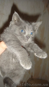 Плюшевая котенок-девочка для хороших людей!!! - <ro>Изображение</ro><ru>Изображение</ru> #2, <ru>Объявление</ru> #1094449