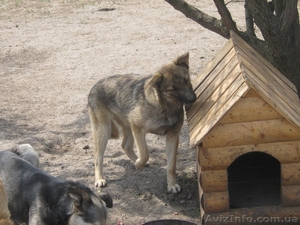 Стерилизованная собачка 8,5 месяцев ищет дом!   - <ro>Изображение</ro><ru>Изображение</ru> #2, <ru>Объявление</ru> #1093292