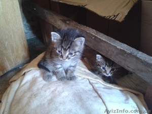 Малыши- котятки ищут дом!  - <ro>Изображение</ro><ru>Изображение</ru> #2, <ru>Объявление</ru> #1086208