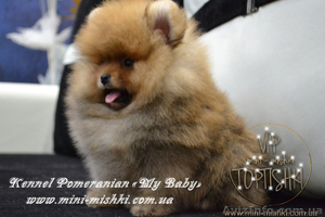 Щенки Карликового померанского шпица VIP-Mini-Mishki Toptishki!!!