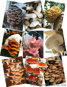 Продам мицелий шампиньона (печериці),  вешенки  (гливи),  шиитаке