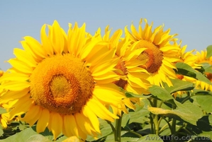 насіння соняшника та семена подсолнечника  - <ro>Изображение</ro><ru>Изображение</ru> #1, <ru>Объявление</ru> #1212574