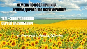 подсолнечник семочка семка насіння соняшника  - <ro>Изображение</ro><ru>Изображение</ru> #1, <ru>Объявление</ru> #1228549