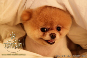 Элитные щенки карликового померанского шпица