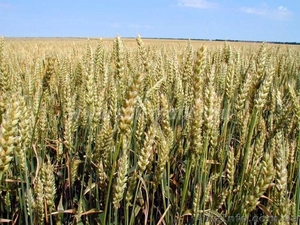 семена озимой пшеницы,универсальный очень урожайный сорт "Фаворитка" - <ro>Изображение</ro><ru>Изображение</ru> #1, <ru>Объявление</ru> #1301862