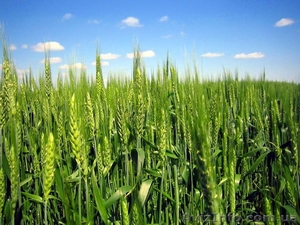 семена озимой пшеницы, сверхсильная,мягкая. сорт "Наталка" - <ro>Изображение</ro><ru>Изображение</ru> #1, <ru>Объявление</ru> #1301864